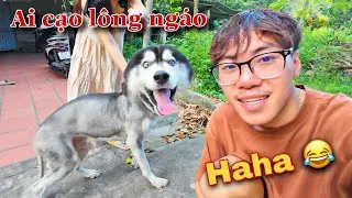 Dương KC | Bất Ngờ Husky Ngáo Đen Biến Thành Sư Tử Cute | Ngáo Cũ Vẫn Chưa Tìm Thấy