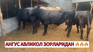 АНГУС АВЛИКОЛНИ ЗОРЛАРИДАН СОТУВДА ✊☝️🤝917409091 905651392 903057667 901550444