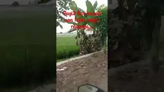 #pemandanganalam #viral #viralshorts #alam #sawah #padi #hijau #segarbugar