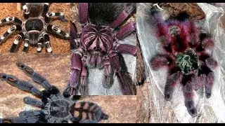 Tarantula Rehousing !