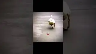 крутой гусь