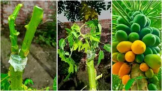 How to air layering papaya tree || New method to grow papaya from cutting