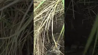 ЧТО ТО ОЧЕНЬ ИНТЕРЕСНОЕ!