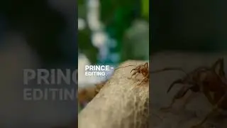 Part-1 Leafcutter Ants Slice Leaves for the colony | a real bug's life | @Focusib #life |