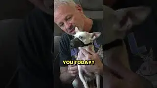 Sweet Dog 