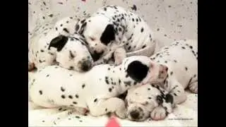 Cachorrinhos Fofinhos