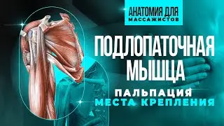 Подлопаточная мышца. Пальпация, места крепления мышцы