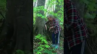 Буковый лес на Татарском городище