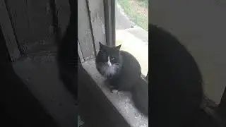 кошка тиша очень хочет найти новых друзей.. ( пишите коментарии ставте лайки. #топ #cat #тренды