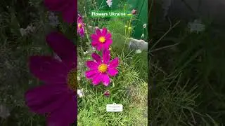 Flowers 🌸 Ukraine 🇺🇦