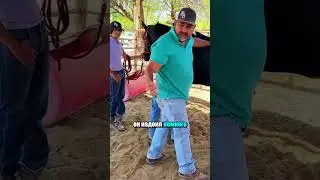 Лошадь отвергала своего малыша.