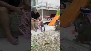 Будни гамадрилок🤪