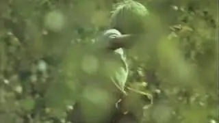 Неоткрытые острова 1974 музыка3
