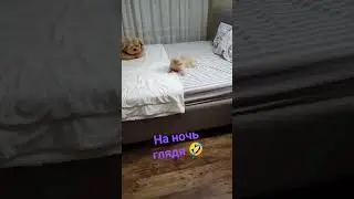 #music #cover #musica #dance #котики #song #ютуб #врек #топ #кот