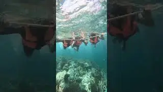 Deep Sea Snorkelling-1
