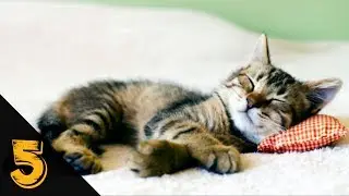 5 Cose Che forse Non sapete sui GATTI