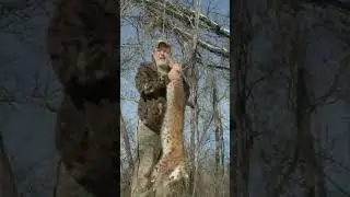 BOBCAT TRAPPING 