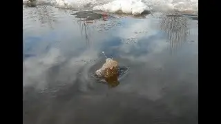 Весна 2019. Гейзер. Вода и снова вода.