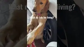 My profession? I’m a professional attention seeker #simba #goldenretriever #viralshorts