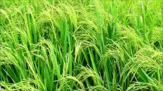 Rice-Nashi778.wmv