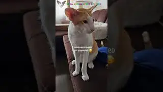 Руфи недоволен ремонтом за стенкой😸 