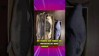 FOTOS QUE PROVAM QUE GATOS SÃO NINJAS NA CAMUFLAGEM #shorts #curiosidades