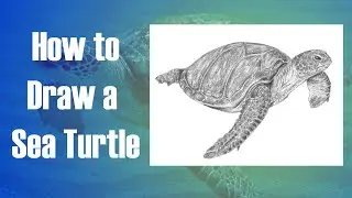 How to Draw a Sea Turtle Step by Step