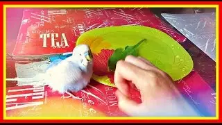 VLOG: Тоша и Лайма играются и купаются🛀 