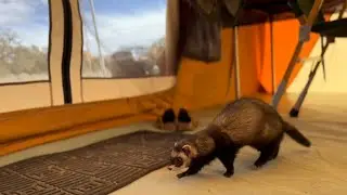 Part 3: Camping in Utah - Introducing Our New Springbar Tent!