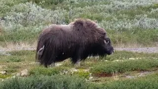 Traveling through Dovrefjell in search of musk oxen