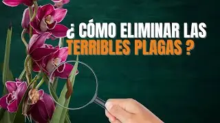 Protecting your orchids from snails and slugs 🌸