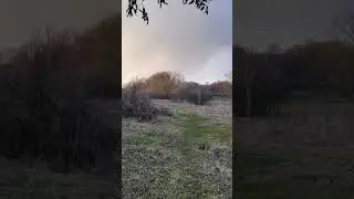 Ягдтер'єр і куропатка