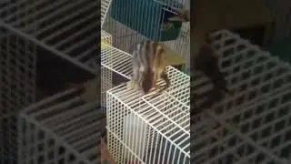 Бурундук ищет невесту