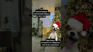 А вы ждёте подарки от Деда Мороза?😄🎄    #годдракона #новыйгод #новыйгод2024