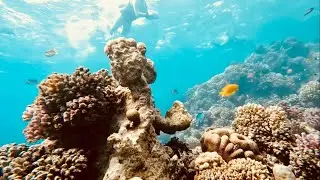 Snorkeling Schams Safaga - Soma Bay