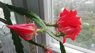 ЭПИФИЛЛУМ ОБРЕЗКА/Мои Эпифиллумы После Обрезки. Опять цветение!!!