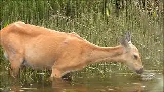 Косуля в речке ест растение