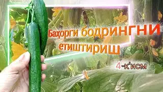 Бодринг етиштириш: якун (4-қисм)