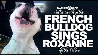 French Bulldog sings Roxanne by the Police