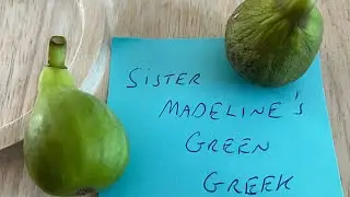 Sister Madeline's Green Greek tasting