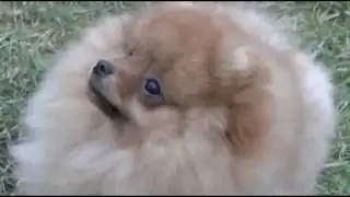 лиза
