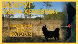 Озеро Хенеярви. Прогулка 9 км с привалом.