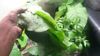 Growing Tobacco Indoor - Seed to Harvest