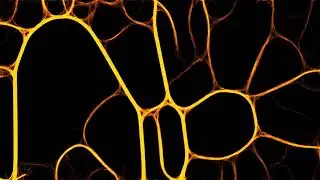500,000 Agent Slime Mould Simulation Using Unity and Shader Language