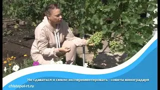 Не сдаваться и смело экспериментировать - советы виноградаря