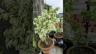 Beauty of my garden Ficus plant #gardening #shorts