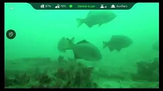Exploring Puget Sound with an Underwater Drone