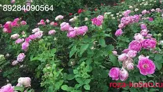Кустовая Роза Мистик Бабблз