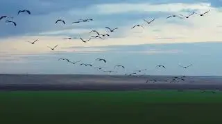 ТЕЛЕМОСТ