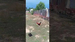 ពពករសាត់